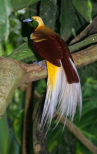 Bird-of-Paradise after which the Apus constellation was named